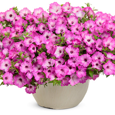 Supertunia Tiara Pink Petunia in use.