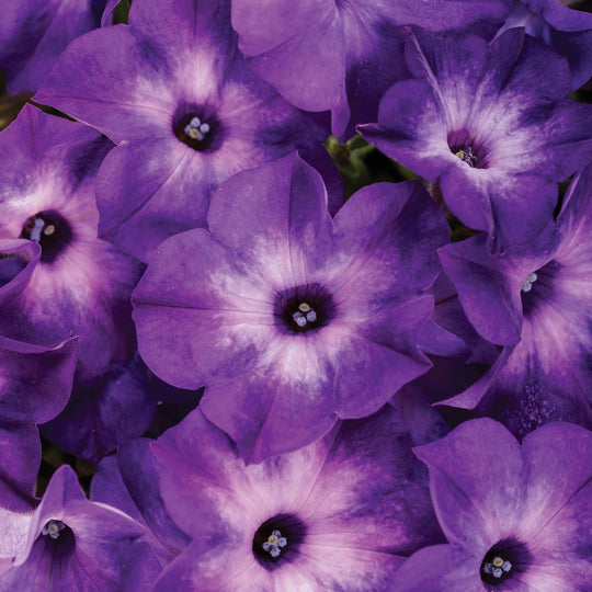 Supertunia® Blue Tiara™ Petunia