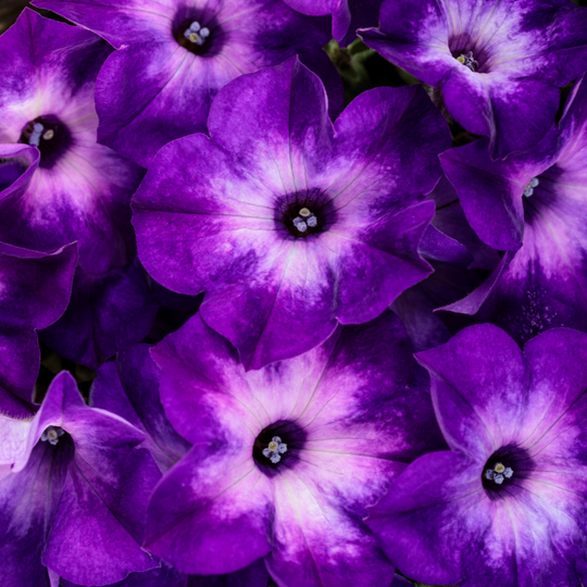 Supertunia® Blue Tiara™ Petunia