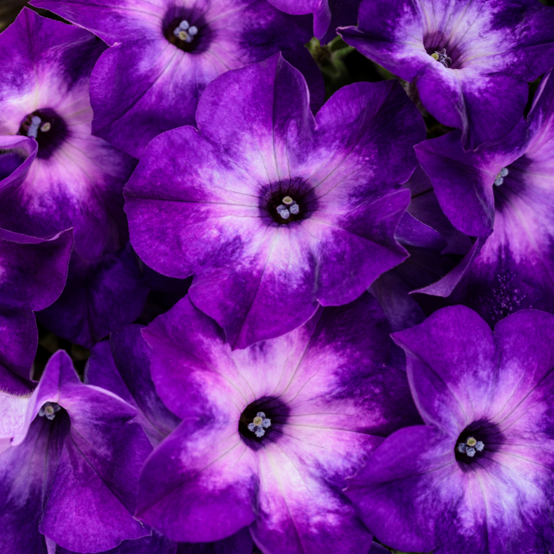 Supertunia Tiara Blue Petunia up close.