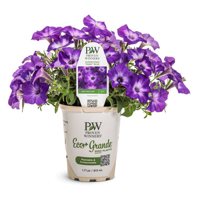 Supertunia® Blue Tiara™ Petunia