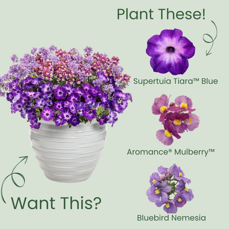 Supertunia® Blue Tiara™ Petunia (Petunia hybrid) | Proven Winners® New Variety 2025