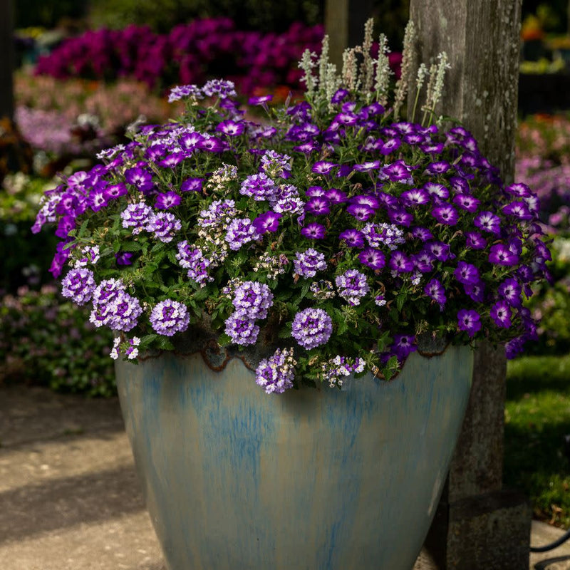 Supertunia® Blue Tiara™ Petunia (Petunia hybrid) | Proven Winners® New Variety 2025