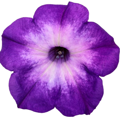 Supertunia® Blue Tiara™ Petunia (Petunia hybrid) | Proven Winners® New Variety 2025