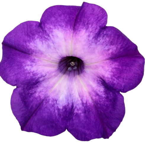 Supertunia® Blue Tiara™ Petunia (Petunia hybrid) | Proven Winners® New Variety 2025