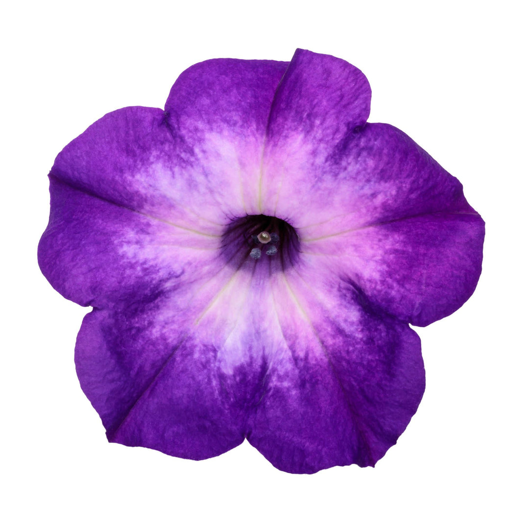 Petunia | Supertunia® Blue Tiara™ | Proven Winners® Annuals