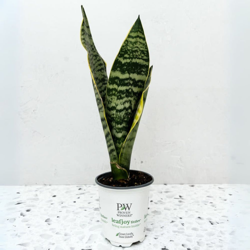 leafjoy littles™ Austere Luster™ Superba Snake Plant (Sansevieria)