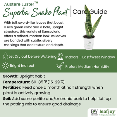 leafjoy littles™ Austere Luster™ Superba Snake Plant (Sansevieria)