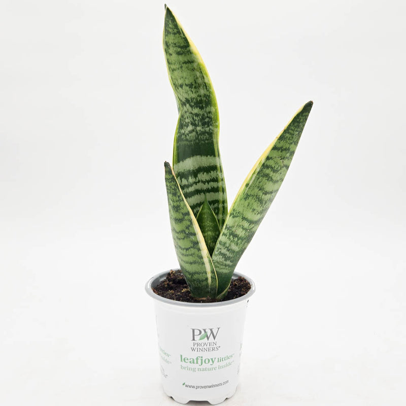 leafjoy littles™ Austere Luster™ Superba Snake Plant (Sansevieria)