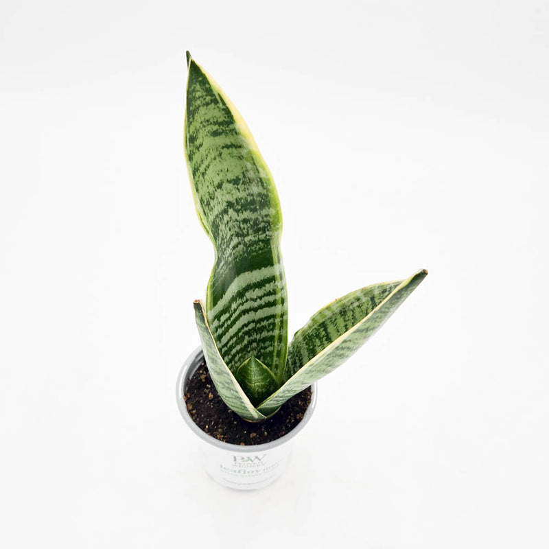 leafjoy littles™ Austere Luster™ Superba Snake Plant (Sansevieria)