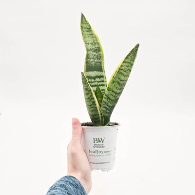 leafjoy littles™ Austere Luster™ Superba Snake Plant (Sansevieria)