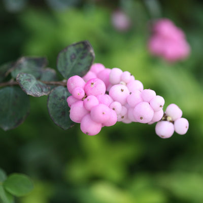 Proud Berry Coralberry up close.