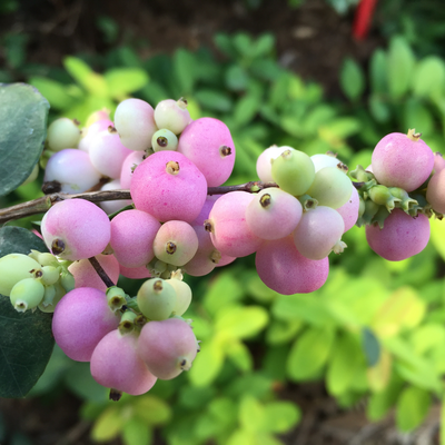 Proud Berry Proud Berry Coralberry up close.