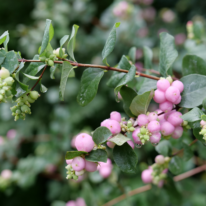 Coralberry | Proud Berry® Pink | Proven Winners® Shrubs – Proven