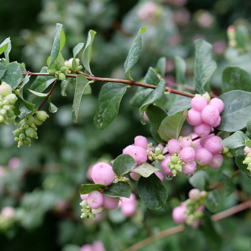 Proud Berry Proud Berry Coralberry up close.