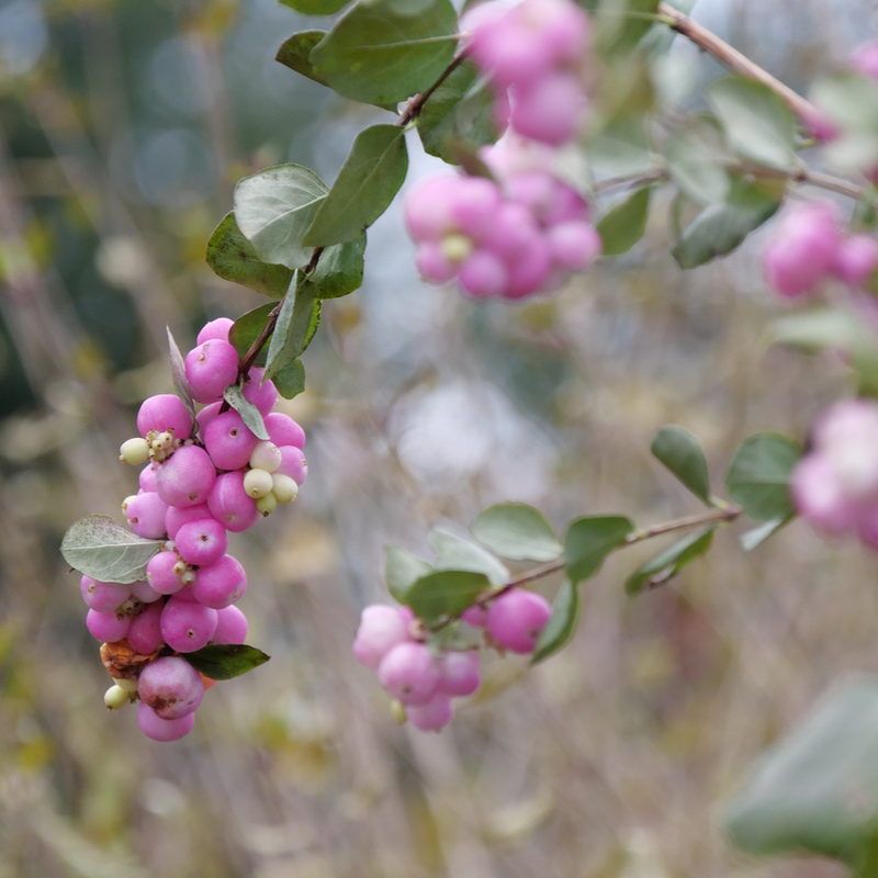 Proud Berry Proud Berry Coralberry up close.