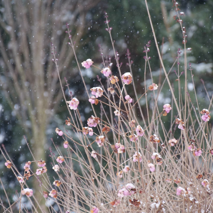 SYMPRC101-CloseUp-5_720x.png?v