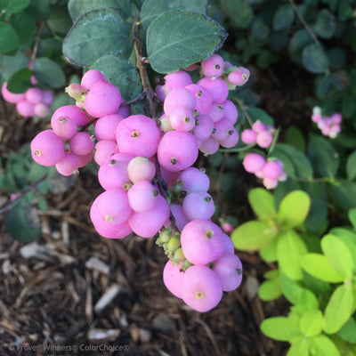 Proud Berry Coralberry up close.