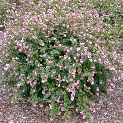 Proud Berry Coralberry in focus.