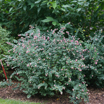 Proud Berry Proud Berry Coralberry in use.