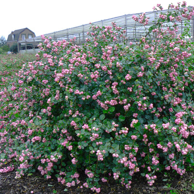 Proud Berry Coralberry in use.