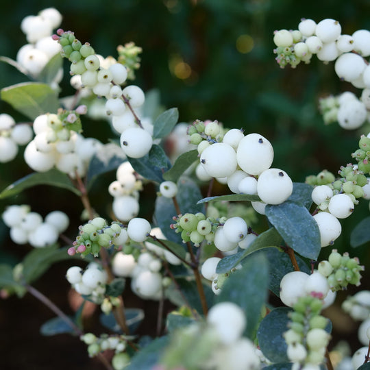 Proud Berry® Pearl Common Snowberry (Symphoricarpos alba) | Proven Winners® New Variety 2027