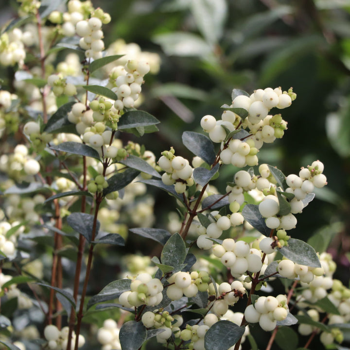 Proud Berry® Pearl Common Snowberry (Symphoricarpos alba) | Proven Winners® New Variety 2027
