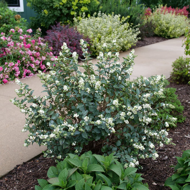 Proud Berry® Pearl Common Snowberry (Symphoricarpos alba) | Proven Winners® New Variety 2027