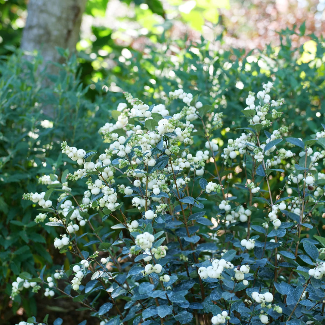 Proud Berry® Pearl Common Snowberry (Symphoricarpos alba) | Proven Winners® New Variety 2027