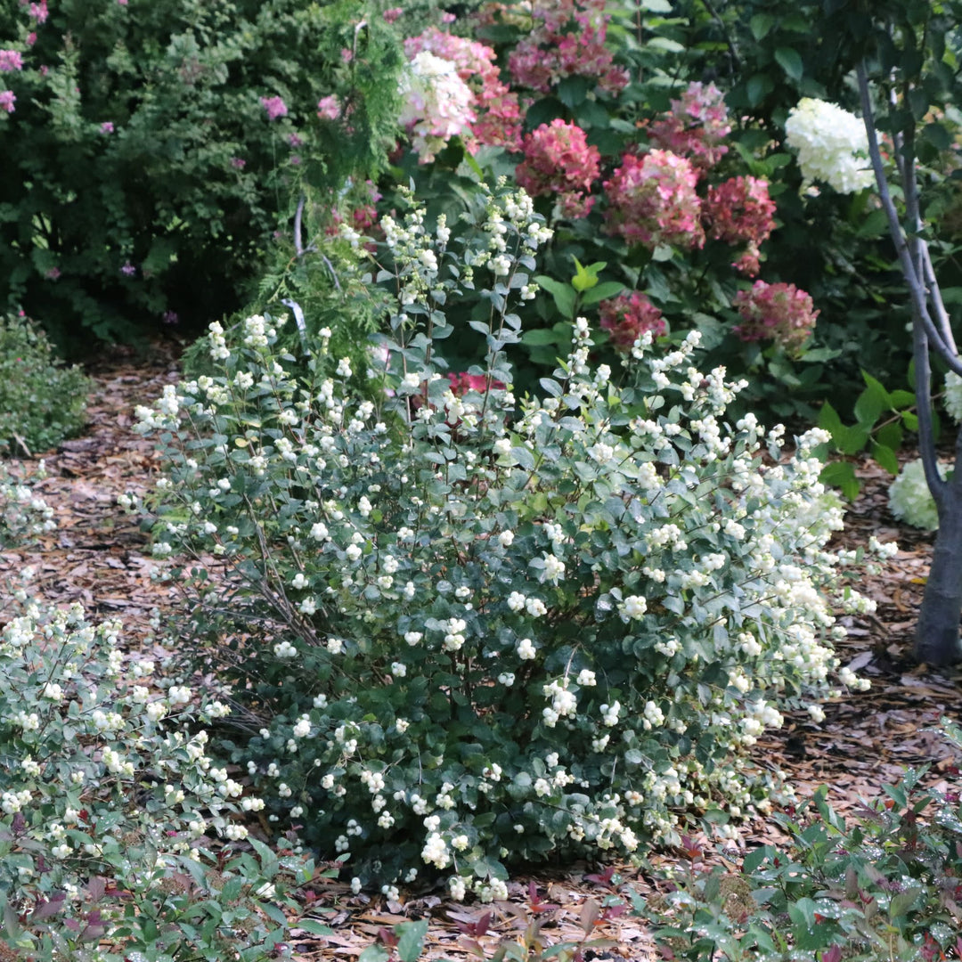 Proud Berry® Pearl Common Snowberry (Symphoricarpos alba) | Proven Winners® New Variety 2027