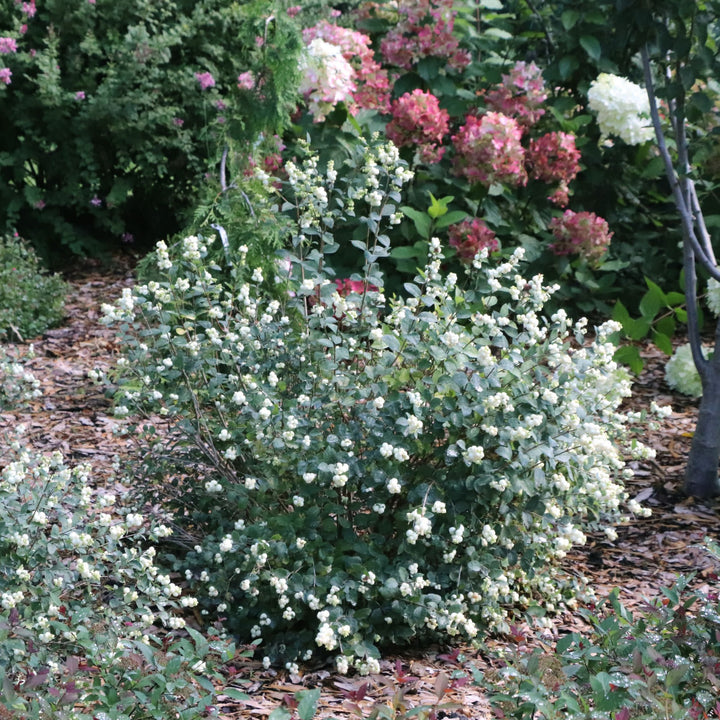 Proud Berry® Pearl Common Snowberry (Symphoricarpos alba) | Proven Winners® New Variety 2027