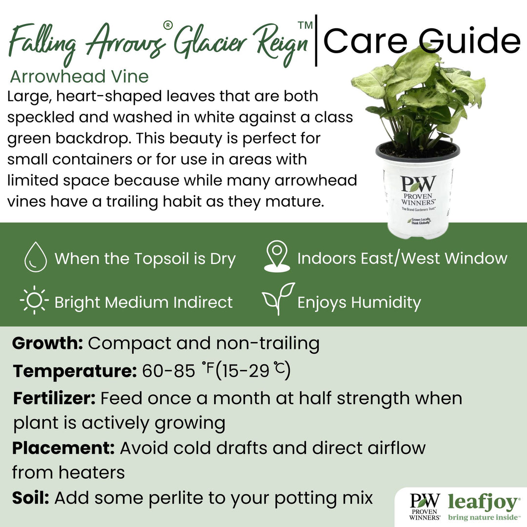 leafjoy littles™ Falling Arrows® Glacier Reign™ Arrowhead Vine (Syngonium podophyllum)