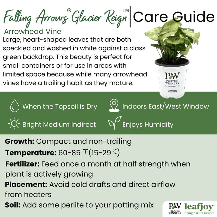 leafjoy littles™ Falling Arrows® Glacier Reign™ Arrowhead Vine (Syngonium podophyllum)