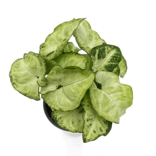 leafjoy littles™ Falling Arrows® Glacier Reign™ Arrowhead Vine (Syngonium podophyllum)