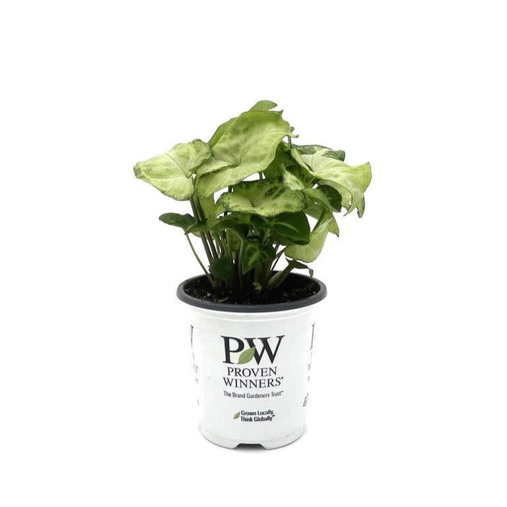 leafjoy Falling Arrows Snow White Arrowhead Vine in container.