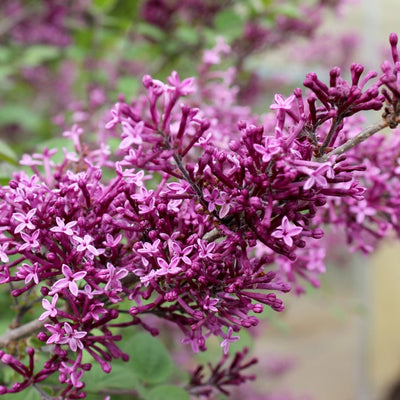 Bloomerang Dark Purple Bloomerang Dark Purple Reblooming Lilac up close.