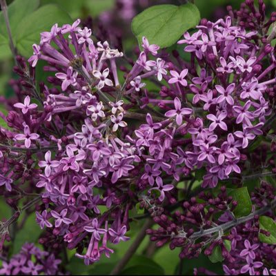 Bloomerang Dark Purple Reblooming Lilac up close.