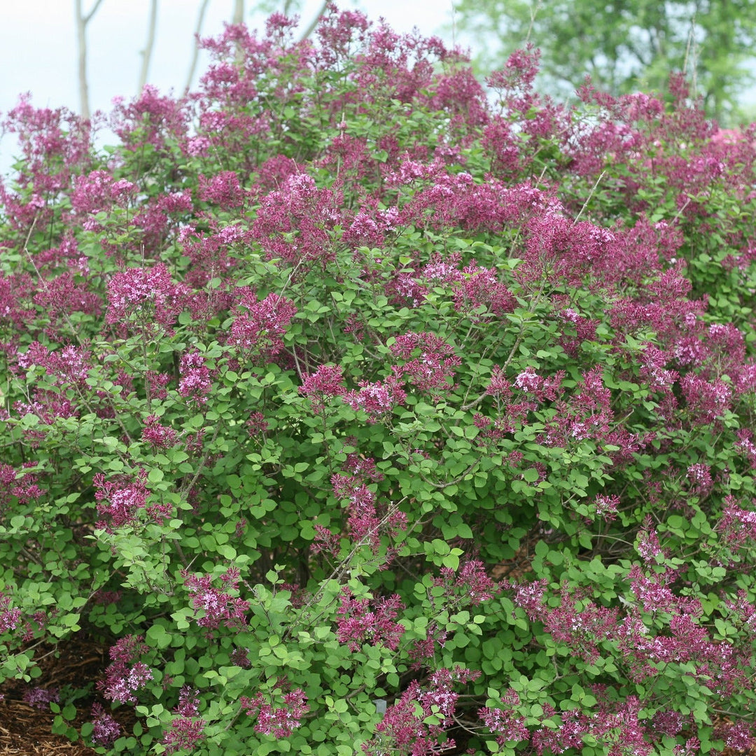Bloomerang Dark Purple Reblooming Lilac in focus.
