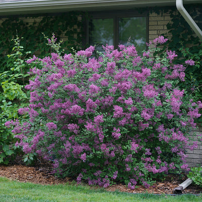 Bloomerang Dark Purple Bloomerang Dark Purple Reblooming Lilac in use.