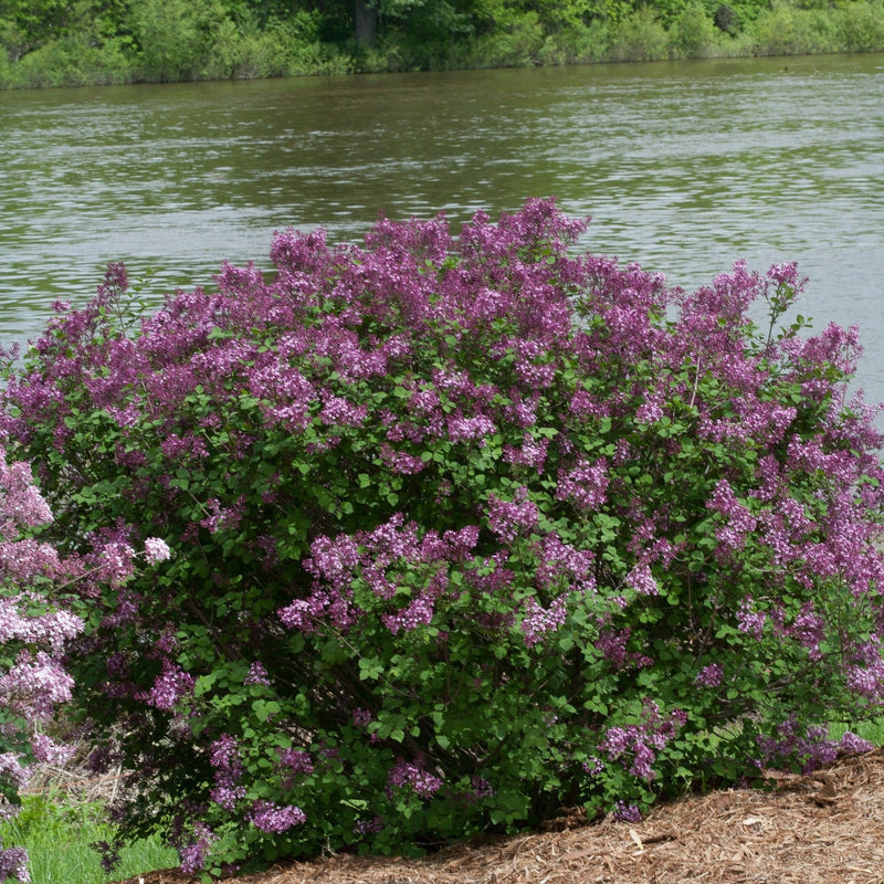 Bloomerang Dark Purple Reblooming Lilac in use.