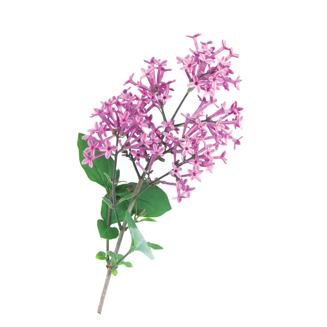Bloomerang® Dark Purple Reblooming Lilac (Syringa x)