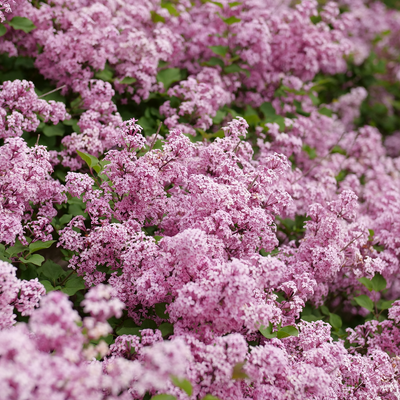 Bloomerang Purpink Bloomerang Purpink Reblooming Lilac up close.