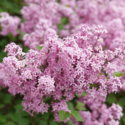 Bloomerang Purpink Reblooming Lilac up close.