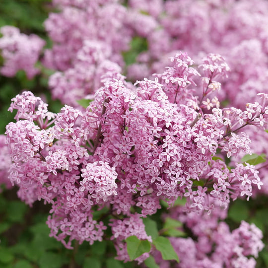Bloomerang Purpink® Reblooming Lilac (Syringa x pubescens)
