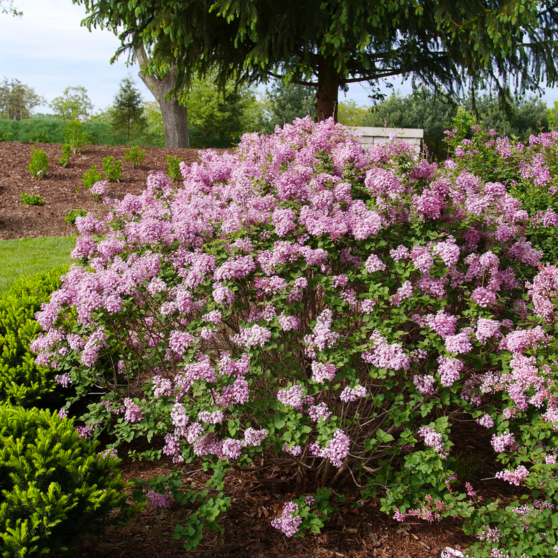 Bloomerang Purpink Bloomerang Purpink Reblooming Lilac in use.