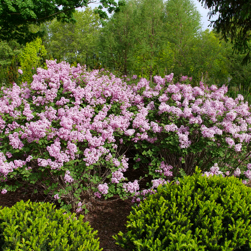 Bloomerang Purpink Bloomerang Purpink Reblooming Lilac in use.