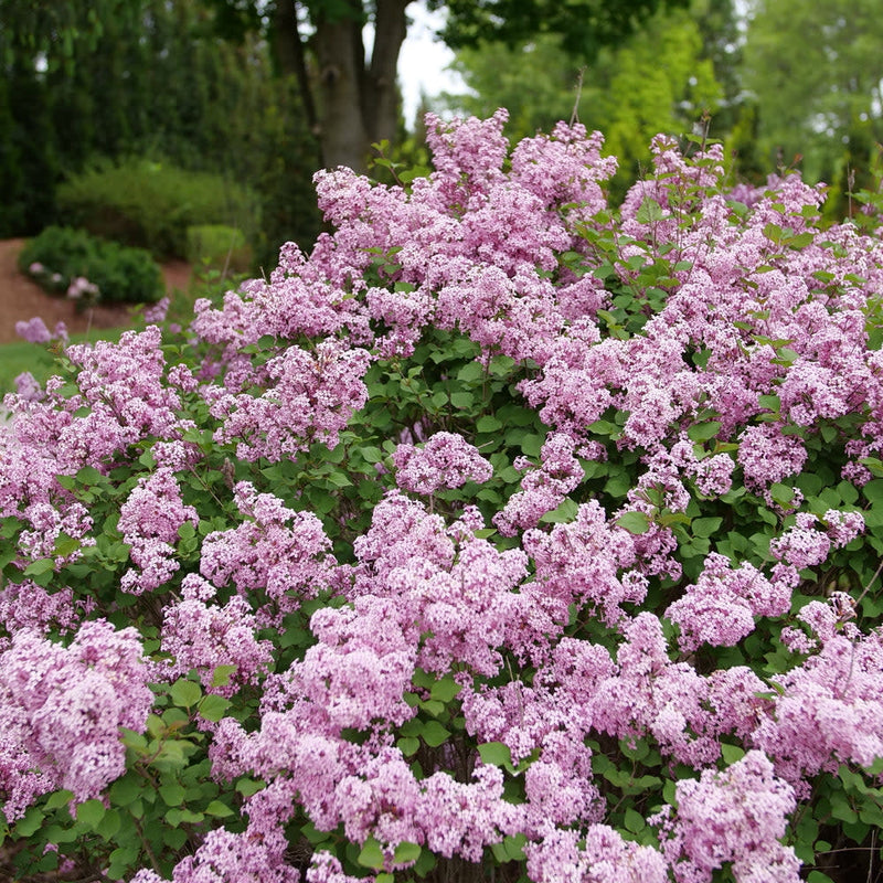 Bloomerang Purpink Reblooming Lilac in use.