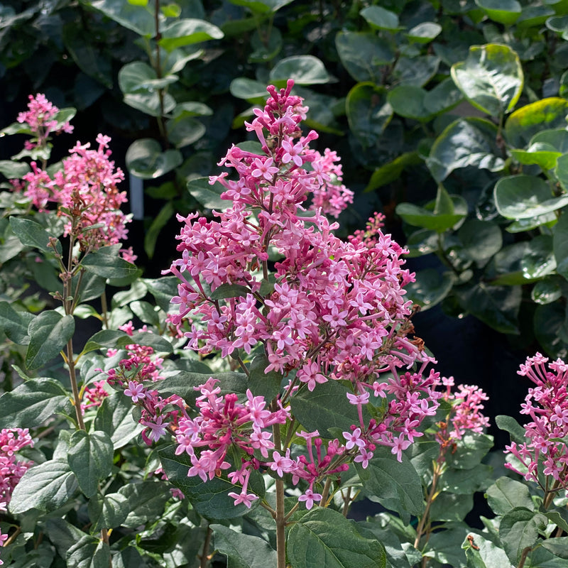 Bloomerang Ballet Reblooming Lilac up close.