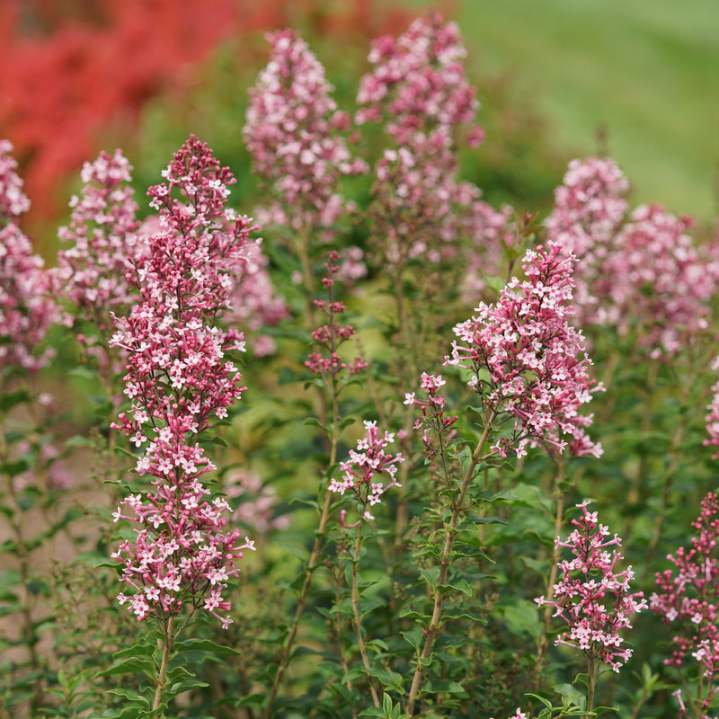 Bloomerang Ballet Reblooming Lilac up close.