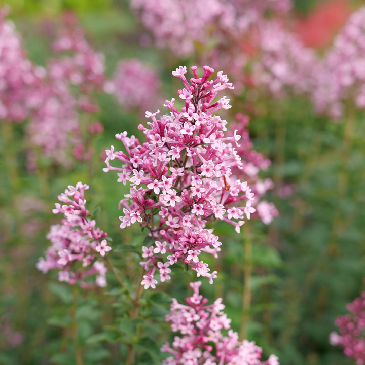 Reblooming Lilac | Bloomerang Ballet® | Proven Winners® Shrubs
